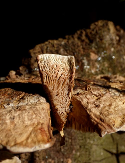 The pore surface that blushes when touched on crack willow in Wickford, Essex